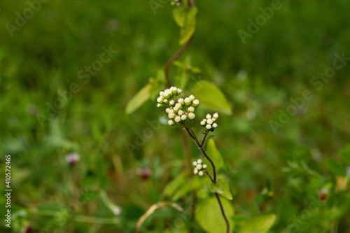 Climbing Hempweed flower or Mikania scandens is a branched