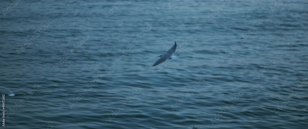 Seagulls flying against the blue ocean water, slow motion. Seagulls flying against the blue ocean water, slow motion.