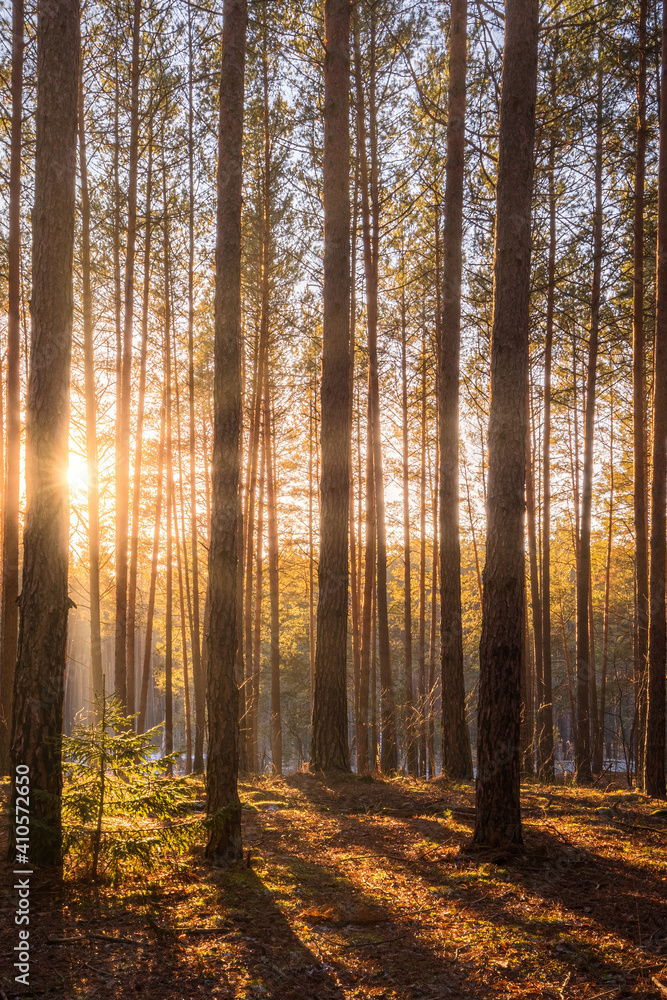 Fototapeta Sunrise in the spring pine forest. Sunbeams shining through the haze between pine trunk