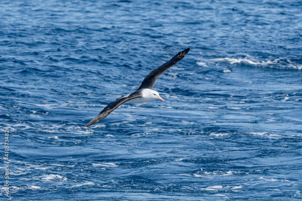 Black-browed Albatross (Thalassarche melanophris) in South Atlantic Ocean, Southern Ocean, Antarctica