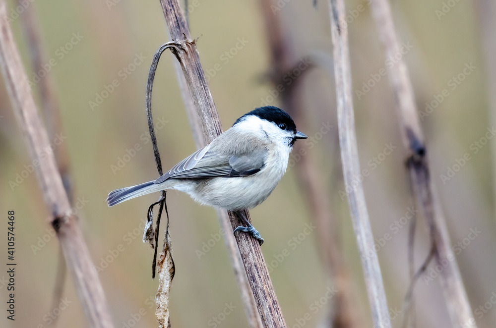 Obraz premium local birds