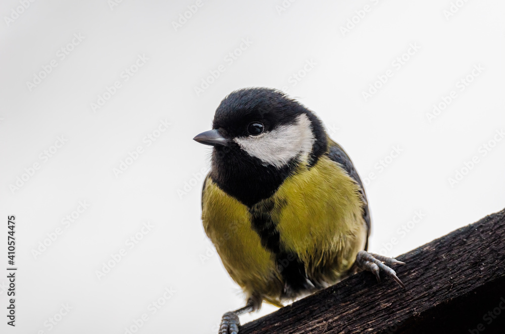 Fototapeta premium a black tit closeup