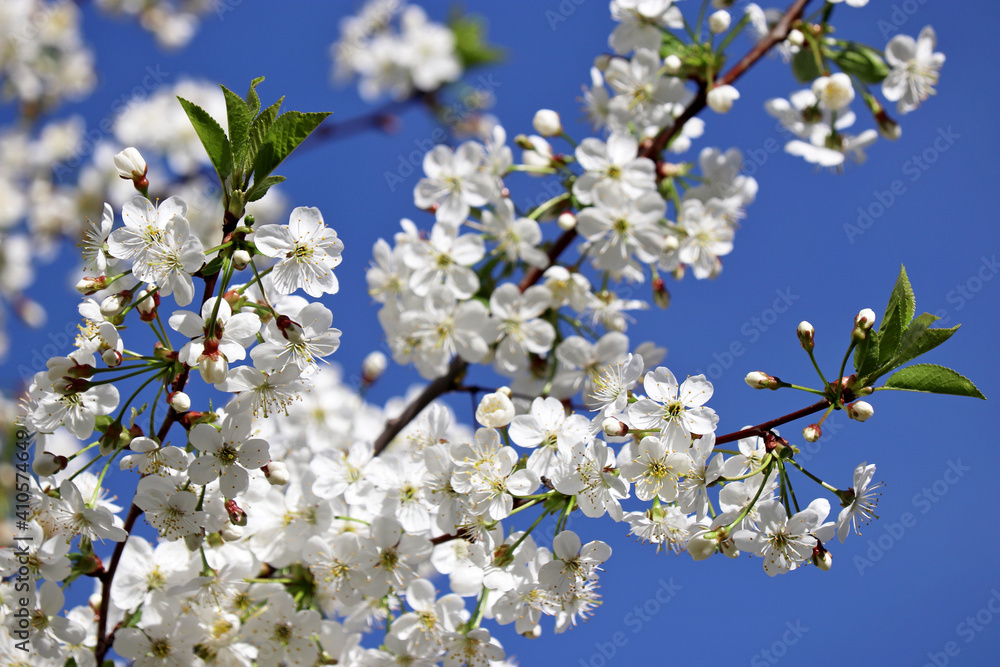 Cherry blossom in spring on background of blue sky. White flowers on a branch in a garden, soft colors Cherry blossom in spring on background of blue sky. White flowers on a branch in a garden, soft colors
