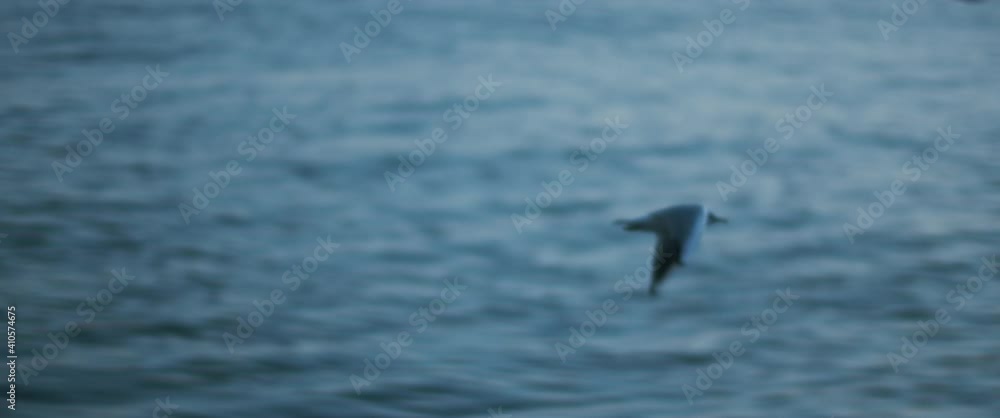 Seagulls flying against the blue ocean water, slow motion. Seagulls flying against the blue ocean water, slow motion.