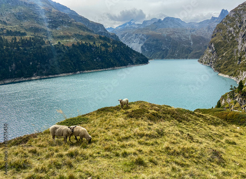 Schafe beim Zevreilasee in Graubünden. photo