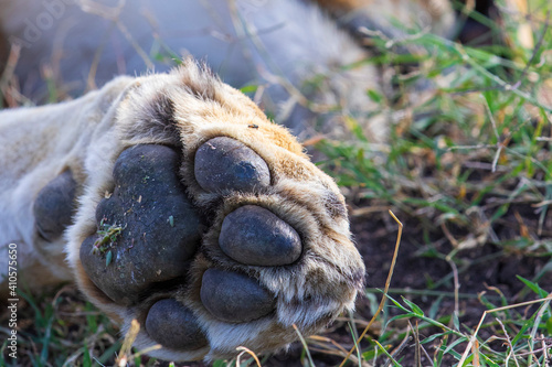 Lion paw in the grass