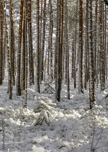 Snowy bog forest after a blizzard, amazing winter wonderland, trees close-up, cold weather and perfect snow conditions, powdery snow covers the bog