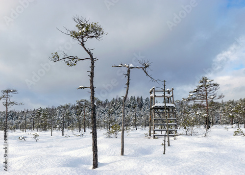 Fototapeta Naklejka Na Ścianę i Meble -  Snowy bog forest after a blizzard, amazing winter wonderland, cold weather and perfect snow conditions, snowy hunting tower in the bog, powdery snow covers the bog