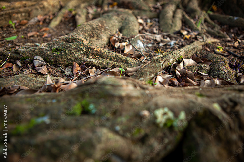 Obraz premium root of the big tree