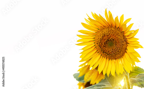 Bright blooming sunflowers against a light sky with a place for text. Summer landscape