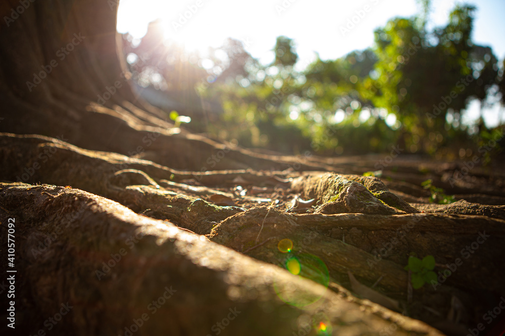 root of the big tree with the sun flares
