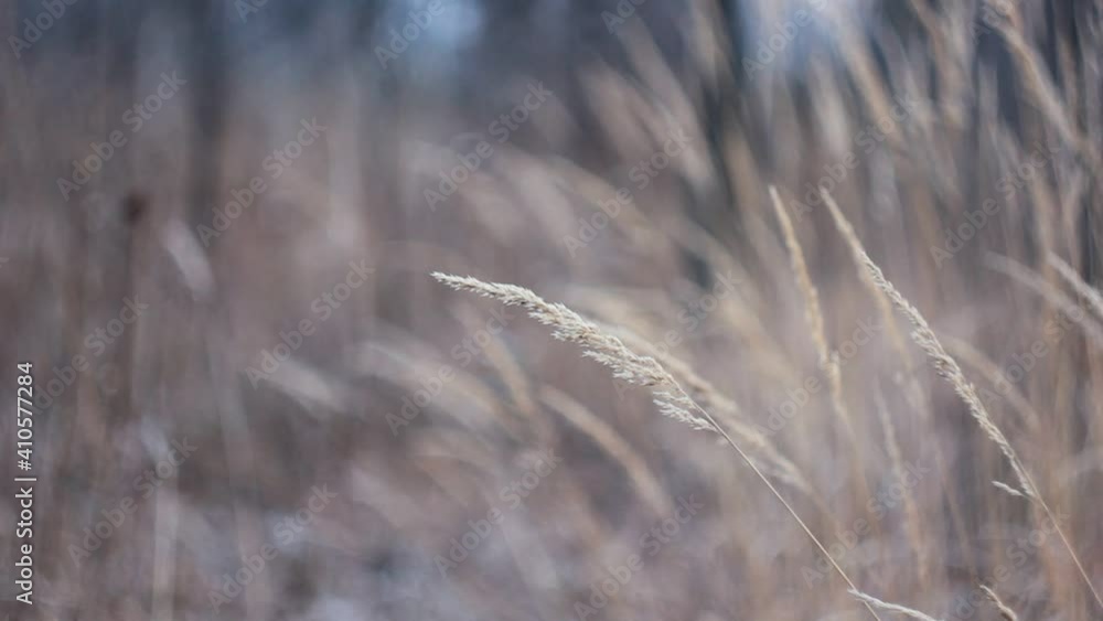 Spikelets of dry grass swaying in the wind. Golden cereal swaying in the wind in the open. Spikelets of dry grass swaying in the wind. Golden cereal swaying in the wind in the open.