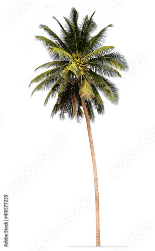 Coconut palm tree isolated on white background © Prin
