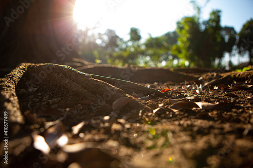 Wallpaper Mural root of the big tree with the sun flares Torontodigital.ca