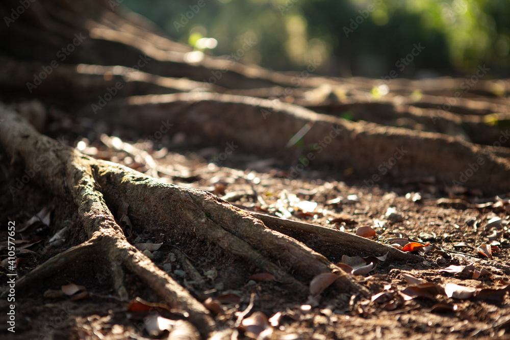 root of the big tree