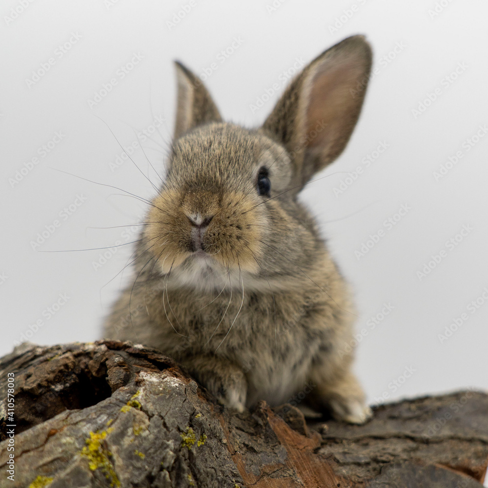 Obraz premium Conejo de campo