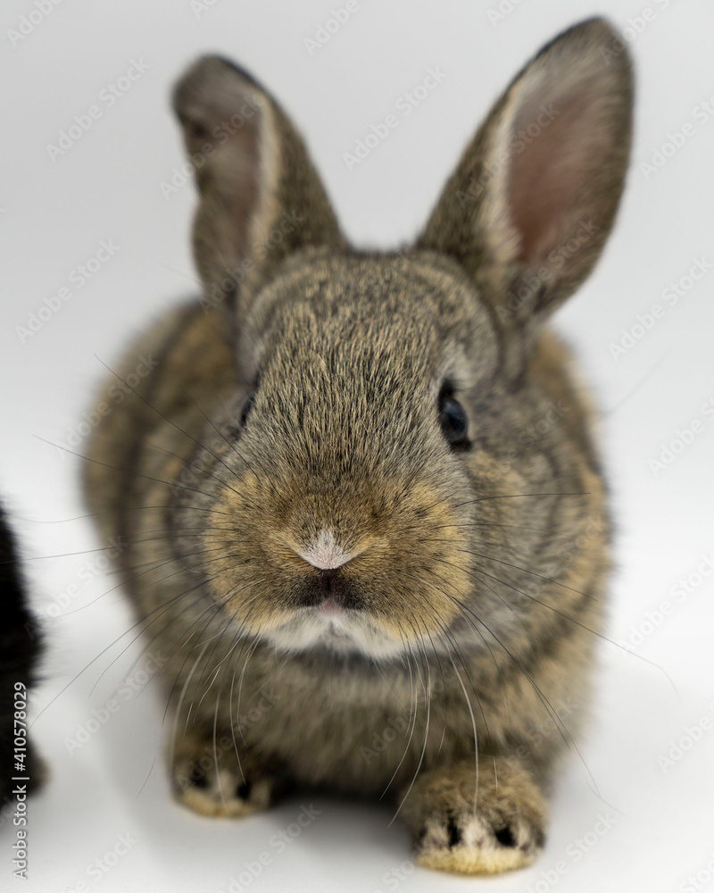 Obraz premium Conejo de campo