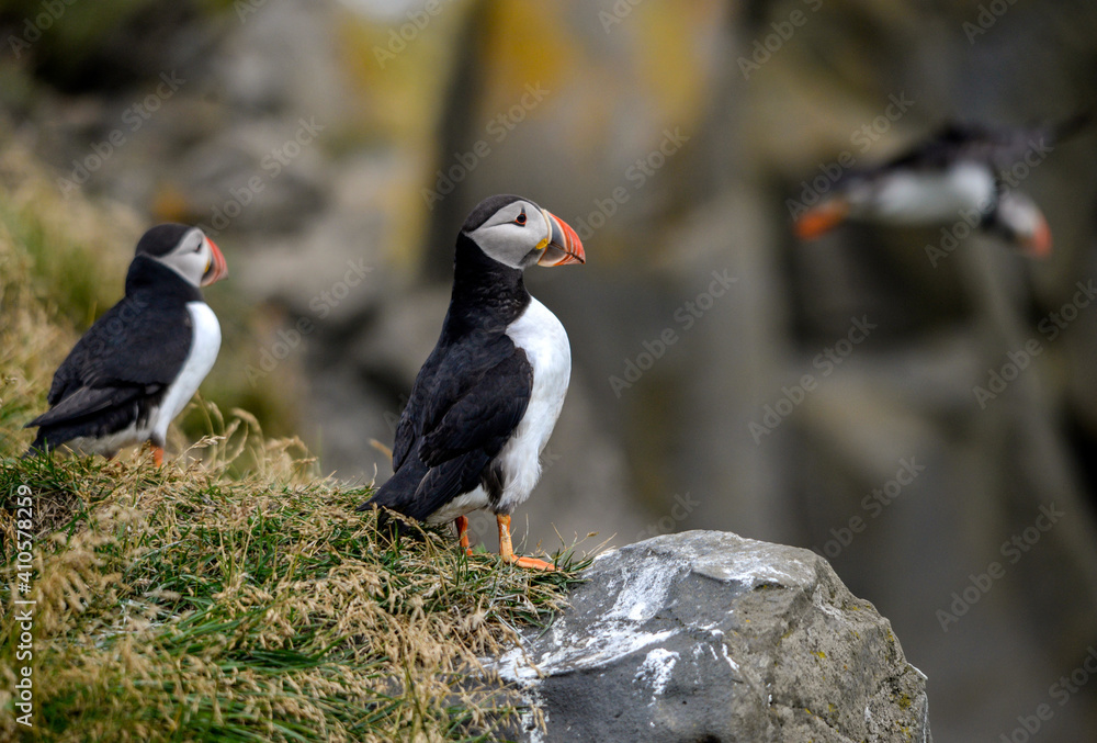 Obraz premium The Atlantic puffin, also known as the common puffin