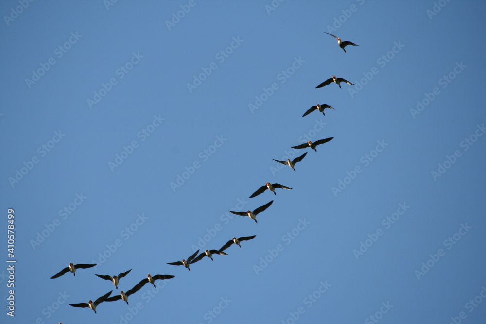 Wildgänse / Graugänse ziehen nach Süden - Zugvögel 4