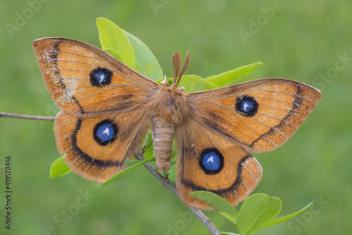Aglia tau, spettacolare farfalla notturna, che di giorno come voli agitati. 