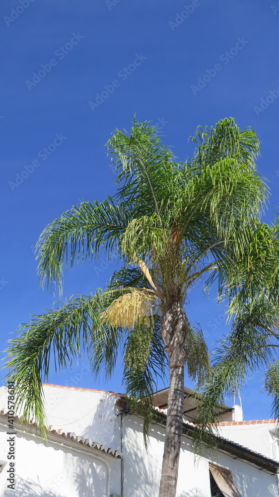 Golden yellow fruit buds on tall palm tree