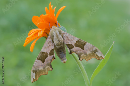 Mimas tiliae, la falena del taglio