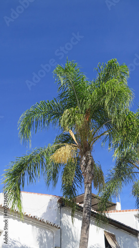 Golden yellow fruit buds on tall palm tree © johnnywalker61