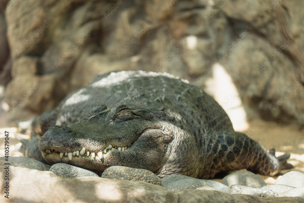 Obraz premium OLYMPUS DIGITAL CAMERA