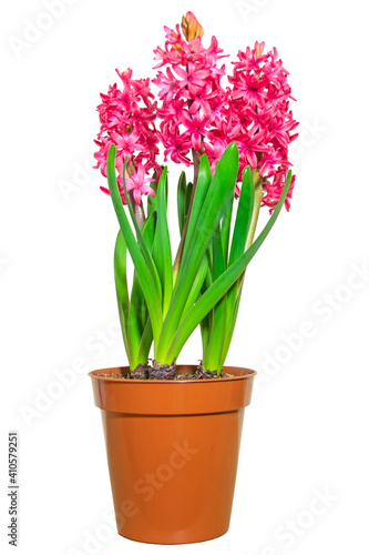 Three pink blooming hyacinths in a brown pot isolated on white background. Template for the composition of gifts and bouquet.