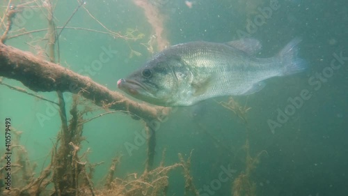 Freshwater fish Largemouth bass (Micropterus salmoides) in the beautiful lake habitat. Underwater footage with nice bacground and natural light. Wild life animal. Swimming predator fish Black bass.