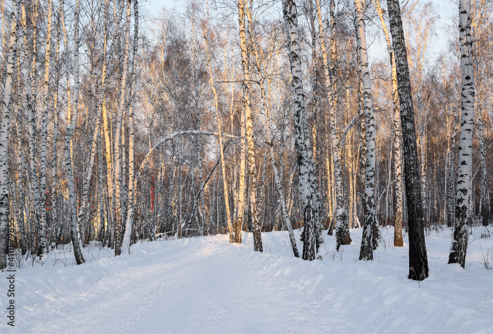 Winter road in the forest, illuminated by the bright sun. Birch Grove. Horizontal photography. Copy space.