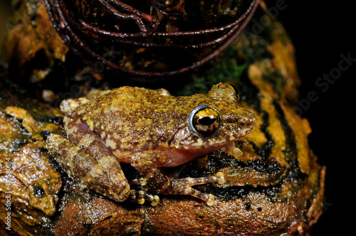Hollow-snouted Shrub Frog // Ruderfrosch (Pseudophilautus cf. cavirostris) - Sri Lanka