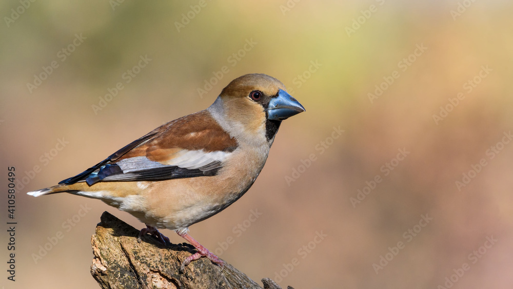 Hawfinch sitting on the branch. Hawfinch sitting on the branch.