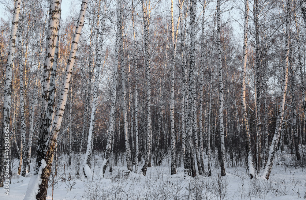 Winter landscape of a birch forest illuminated by a bright sun. Horizontal photography. Copy space.
