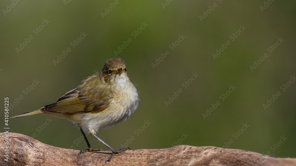 Fototapeta premium Common chiffchaff sitting on a branch.