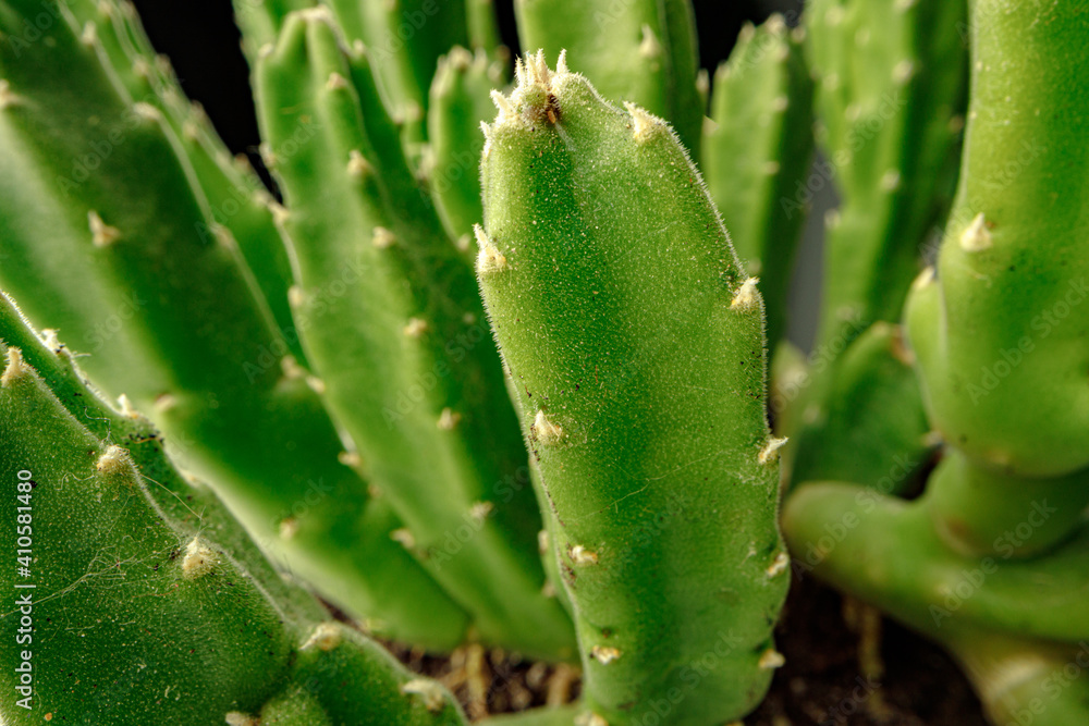 Succulent plant leaves on black background close up Succulent plant leaves on black background close up