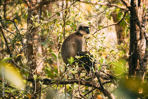Goa, India. Funny Gray Langur Monkey With Newborn Sitting On Of Tree Branch. Monkey With Baby