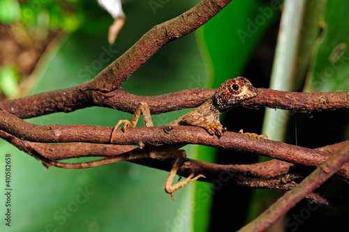 Sri Lankan kangaroo lizard // Wiegmanns Agame (Otocryptis wiegmanni) photo