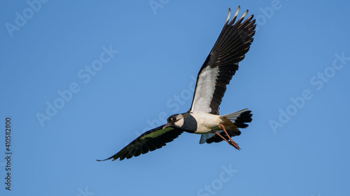 Northern Lapwing in flight against the sky