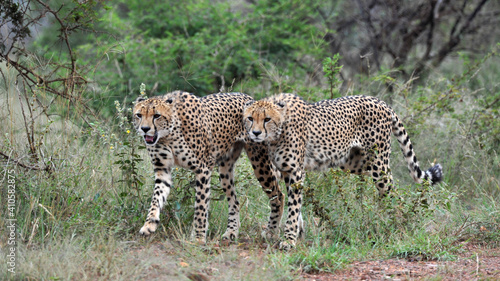 cheetah brothers © Alex