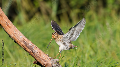 Common Snipe sit on the stump