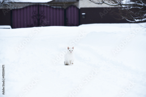 White kitten sitting in snow outdoors,winter © Vita