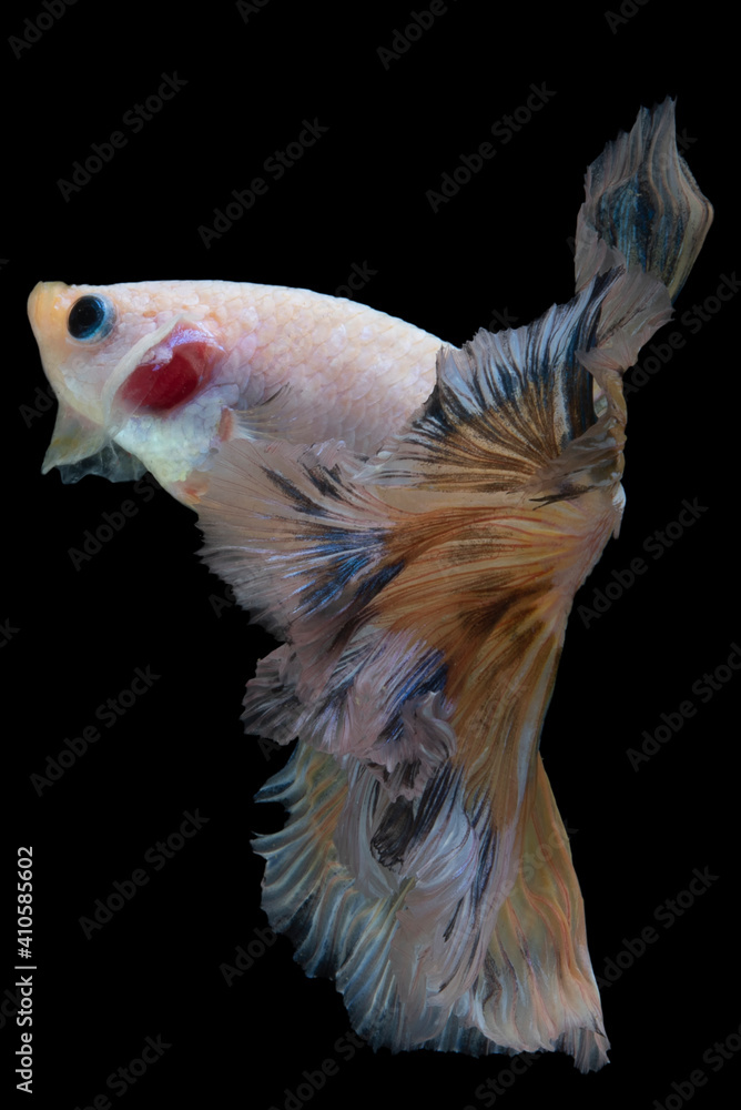 Beautiful movement of yellow Betta fish, Siamese fighting fish, Betta splendens of Thailand isolated on black background. Beautiful movement of yellow Betta fish, Siamese fighting fish, Betta splendens of Thailand isolated on black background.