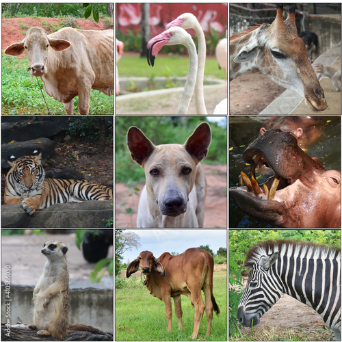 Beautiful animals collage with nine photos