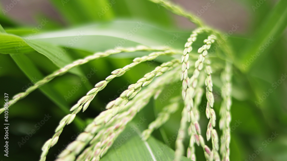 Green Jasmine rice, rice berry rice with barley field local plant of Thai style, Thailand agriculture products. Natural color mode design. Selective focus and blur background. Green Jasmine rice, rice berry rice with barley field local plant of Thai style, Thailand agriculture products. Natural color mode design. Selective focus and blur background.