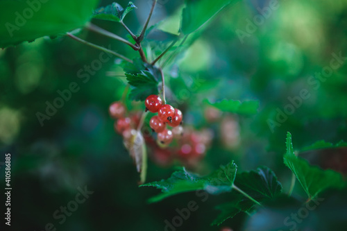 berries in the forest photo