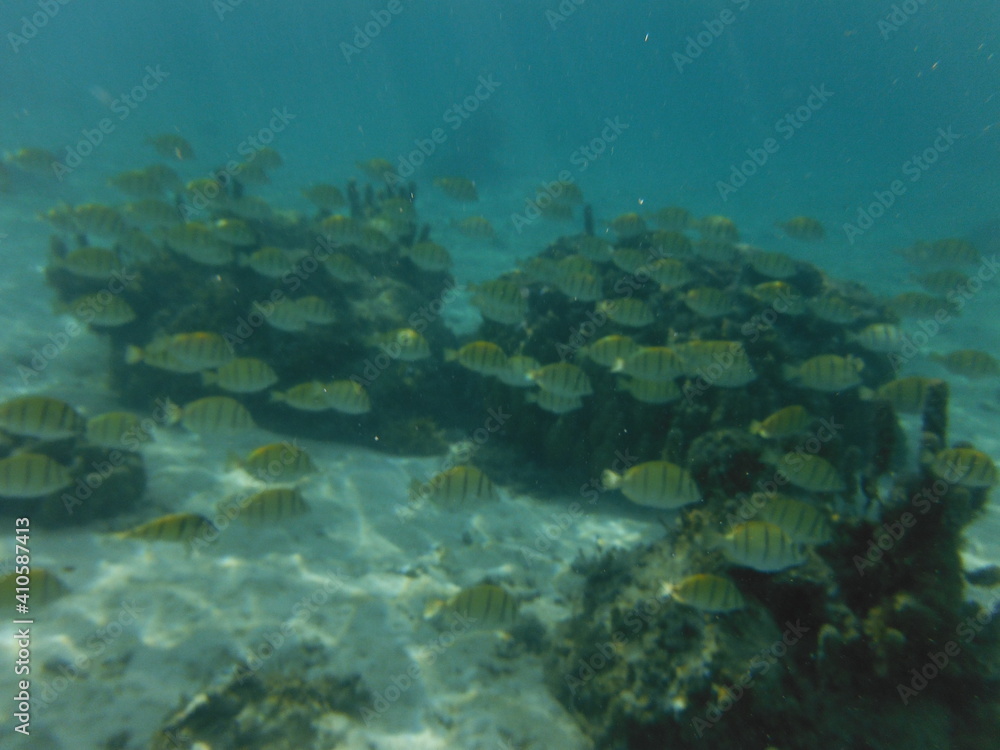 Fototapeta premium Sports, Under water