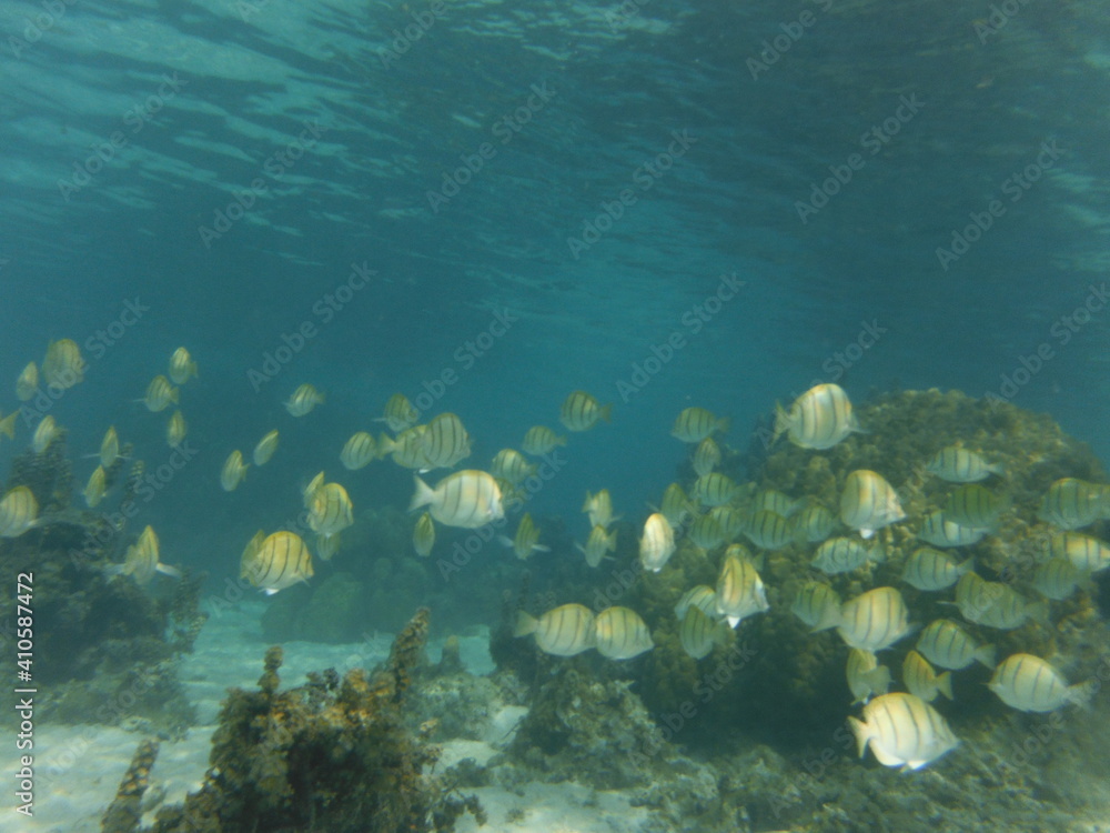 Obraz premium Sports, Under water