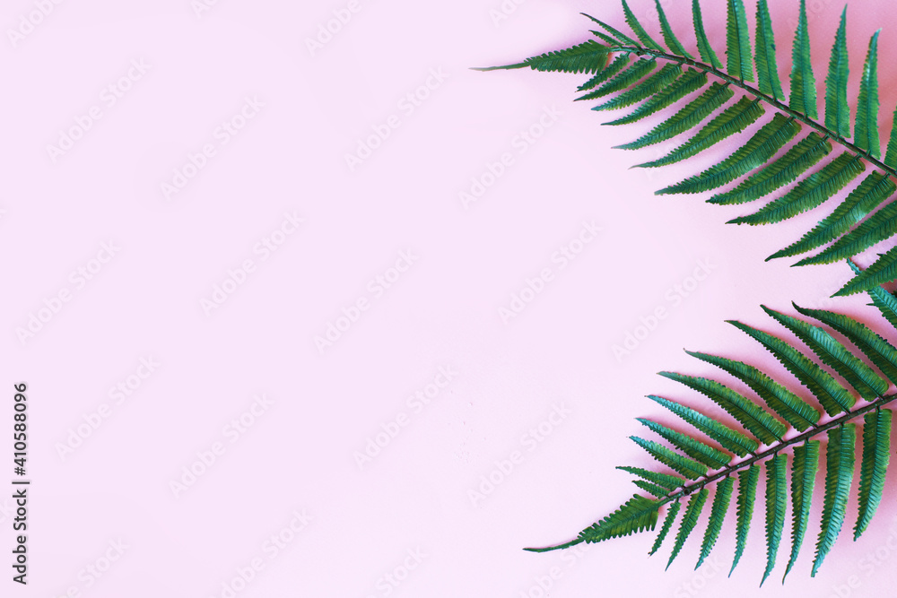green leaves of palm tree on bright pink background. copy space. your text green leaves of palm tree on bright pink background. copy space. your text