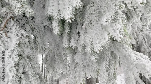 Wallpaper Mural Beautiful forest covered by snow. Spruce Trees in winter landscape. Frosty day. Scenic image of pine tree. Nature concept. Torontodigital.ca